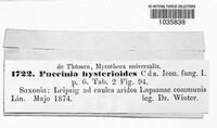 Puccinia hysterioides image